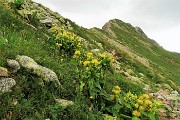 43 Estese fioritute di Genziana punteggiata (Gentiana punctata)